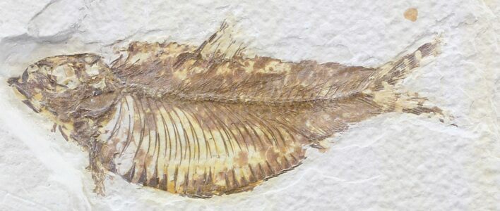 Bargain Knightia Fossil Fish - Wyoming #39671